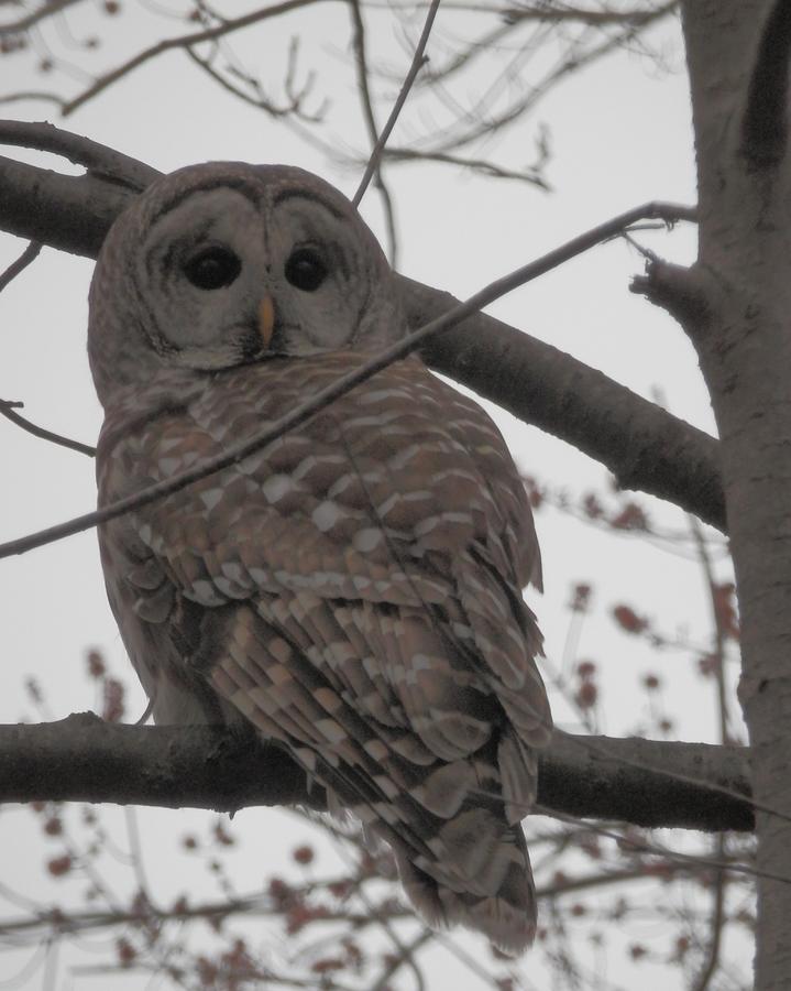 Barred Owl Perched Photograph by Emmy Vickers