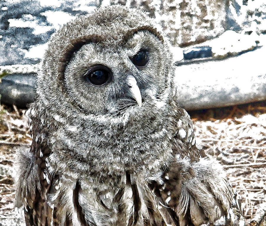 Barred Owl Photo Art Photograph by Constantine Gregory