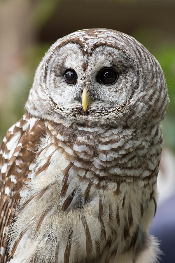 Barred Owl Portrait Photograph by Dale Kincaid