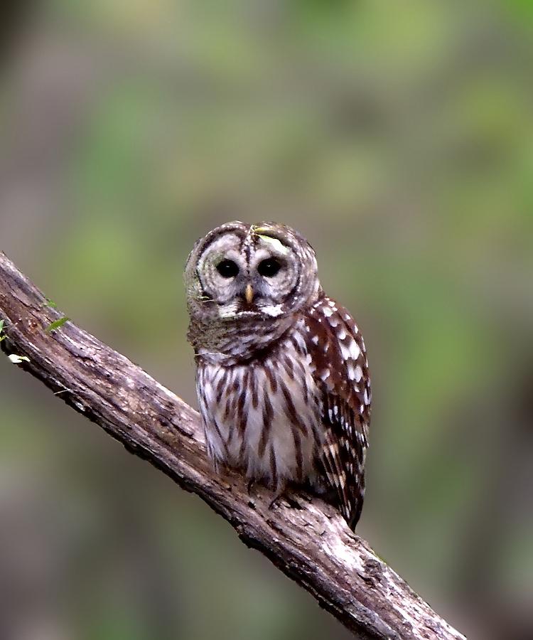 Barred Owl Portrait Photograph by Pete Trenholm