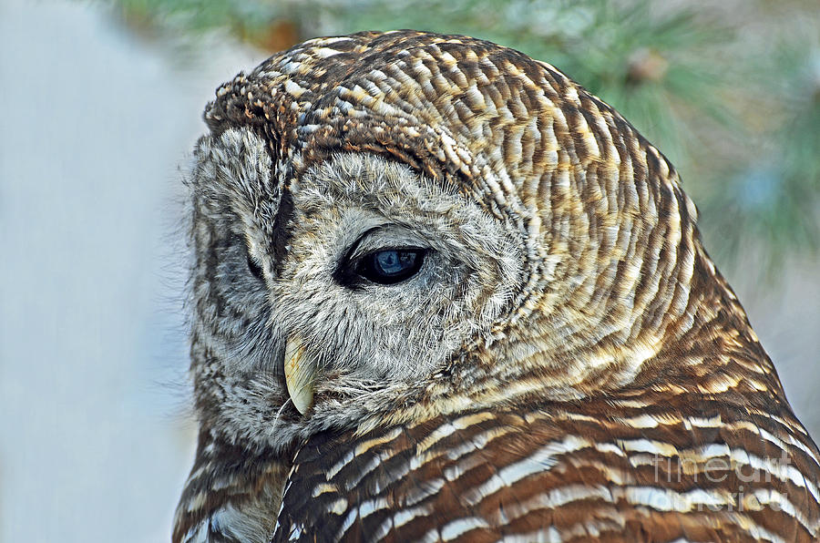 Barred Owl Portrait Photograph by Rodney Campbell