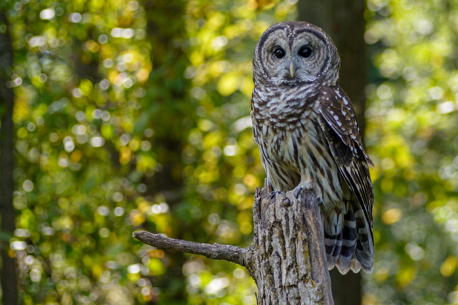 Barred Owl Photograph by Randy Scherkenbach