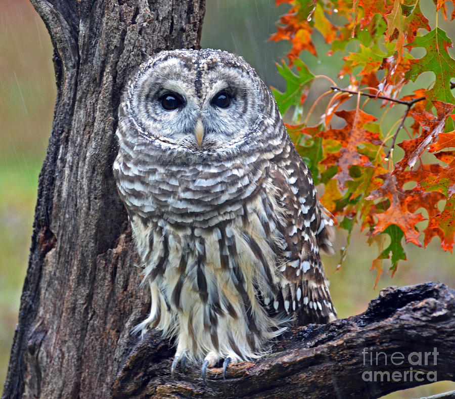 Barred Owl Photograph by Rodney Campbell