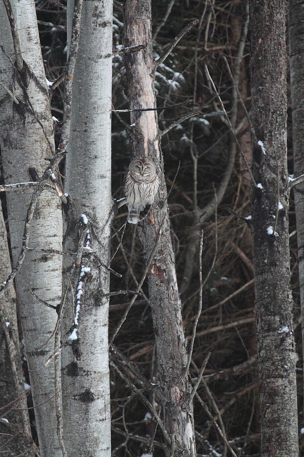 Barred Owl Roosting In Aspen Grove Photograph by Bruce J Robinson