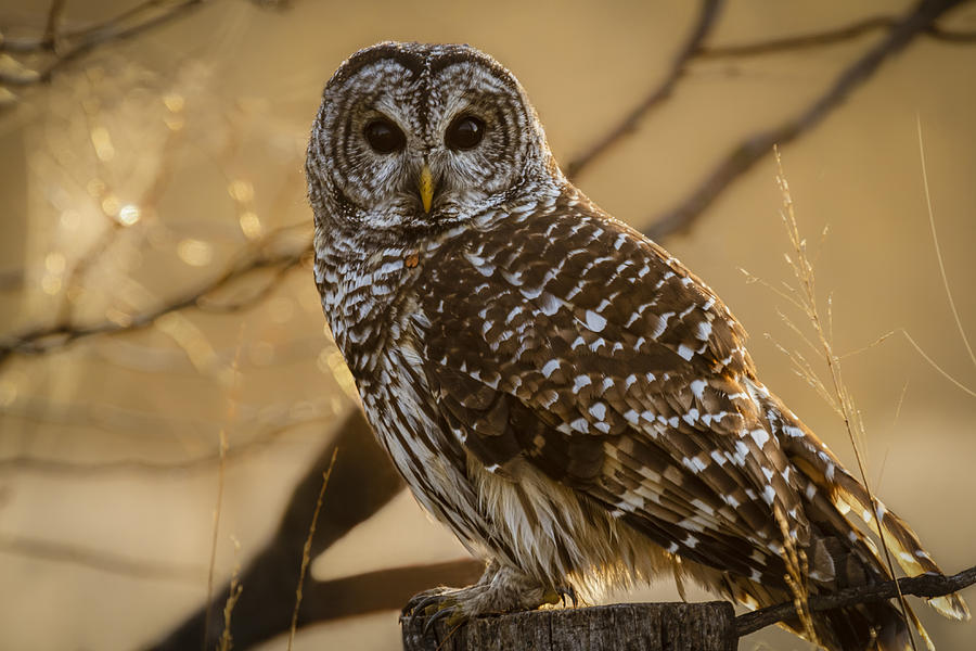 Fall Photograph - Barred Owl by Scott Bean