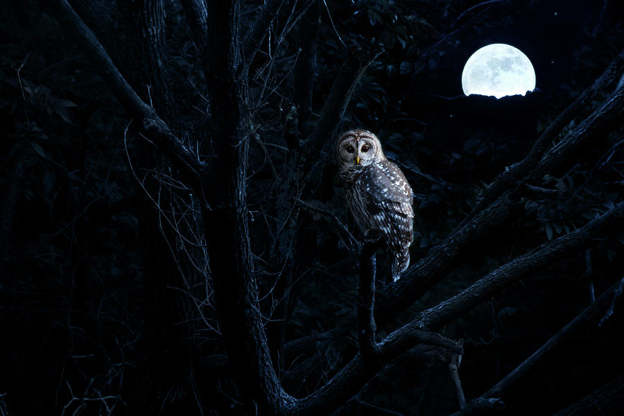 Barred Owl Sits Quietly Illuminated By Photograph by Ricardoreitmeyer