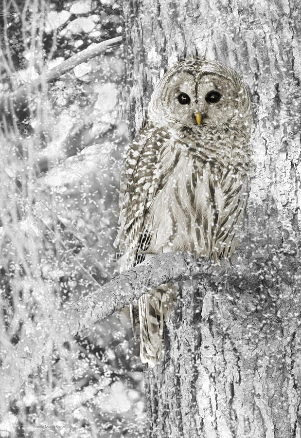 Owl Photograph - Barred Owl Snowy Day in the Forest by Jennie Marie Schell