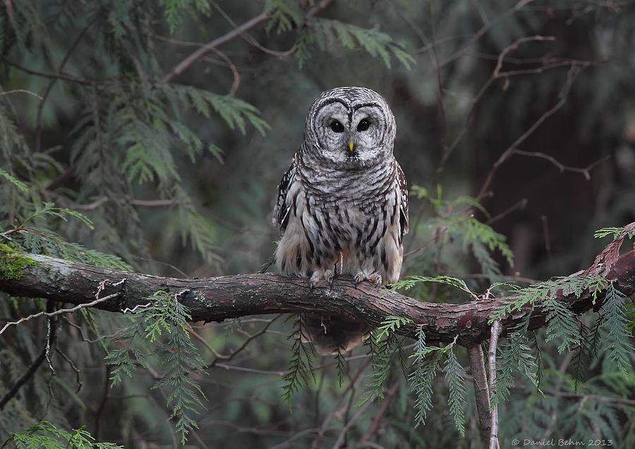 Barred Owl Stare down Photograph by Daniel Behm