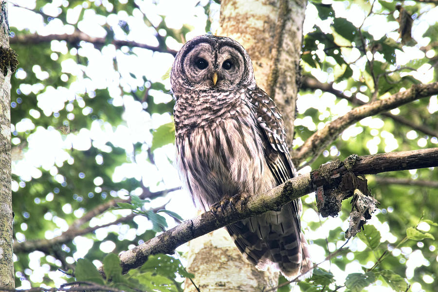 Owls Photograph - Barred Owl Staring by Peggy Collins Owls Photograph - Barred Owl Staring by Peggy Collins