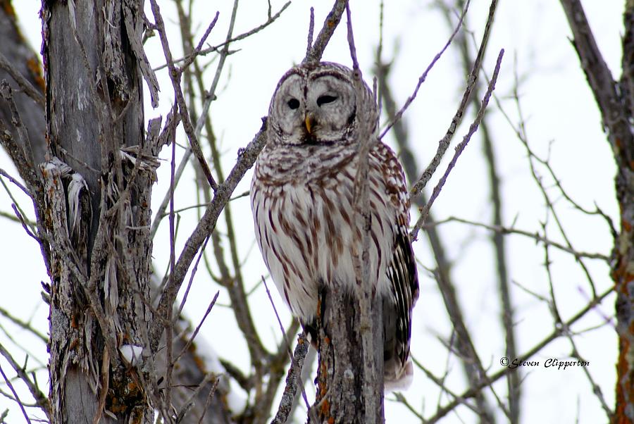Barred Owl Photograph by Steven Clipperton