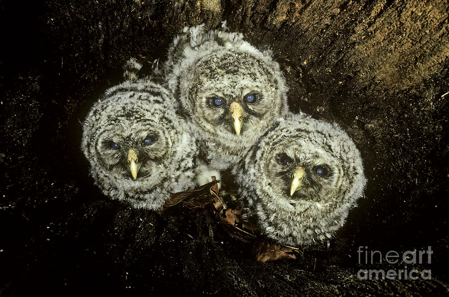 Barred Owl Strix Varia Chicks Photograph by Art Wolfe
