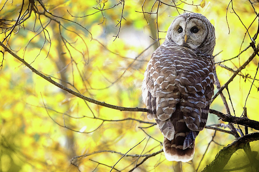 Barred Owl Strix Varia Photograph by Steve Nagy / Design Pics