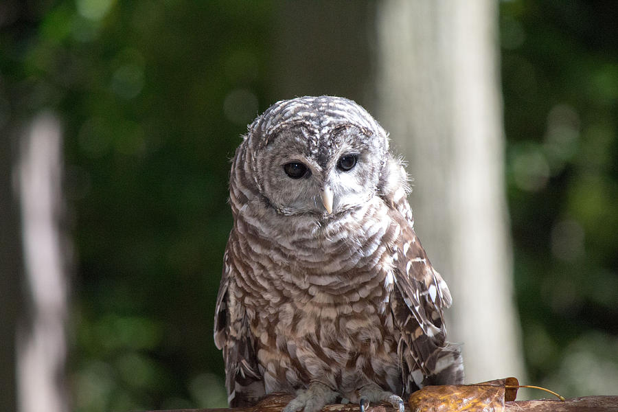 Barred Owl Photograph by Susan Jensen