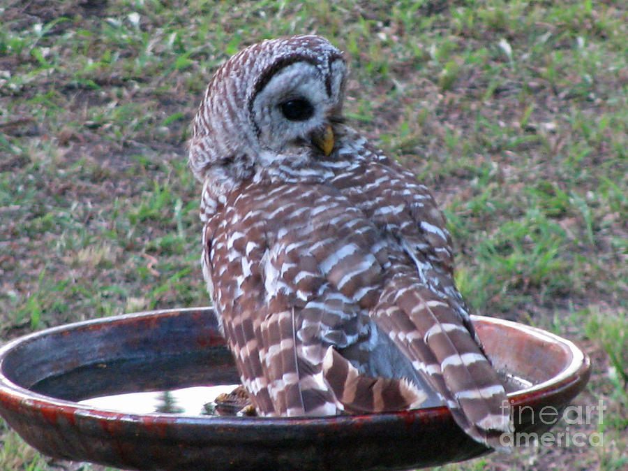 Barred Owl Taking a Dip Photograph by Jimmie Bartlett