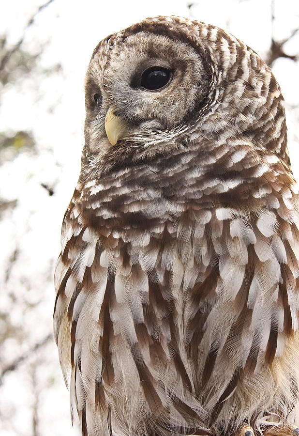 Barred Owl Photograph by Tammy Schneider