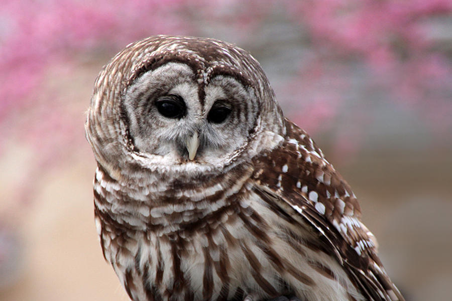 Barred Owl Photograph by Tasha ONeill