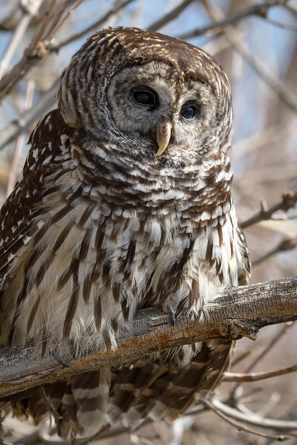 Feather Photograph - Barred Owl by Teri Virbickis