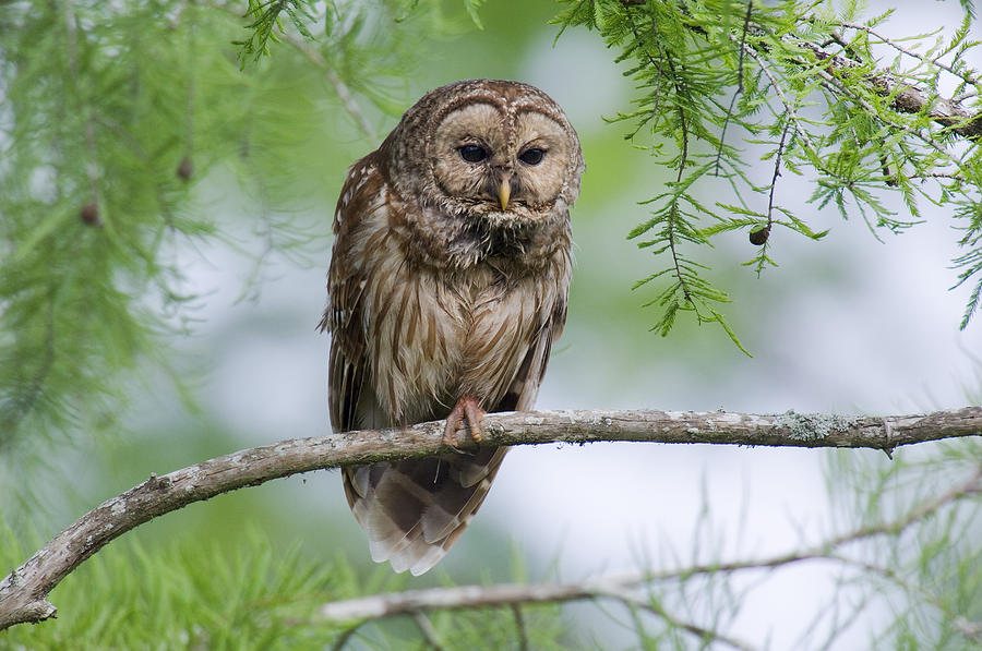 Barred Owl Photograph by Thomas And Pat Leeson