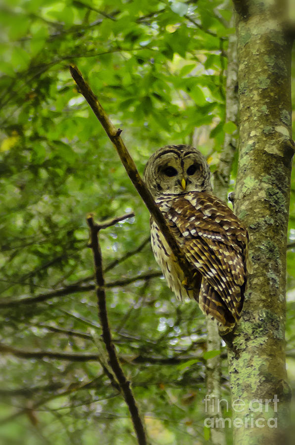 Barred Owl Photograph by Thomas R Fletcher