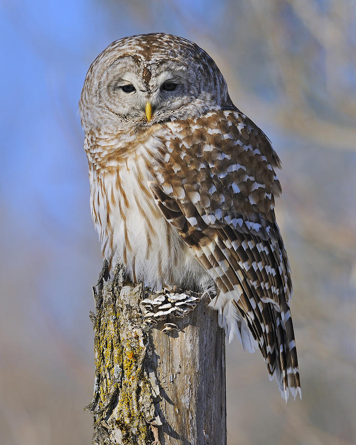 Barred Owl Photograph by Tony Beck