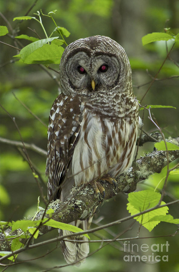 Barred Owl  by Tracey Levine