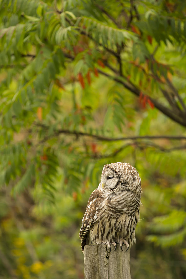 Barred Owl  Photograph by Tracy Winter