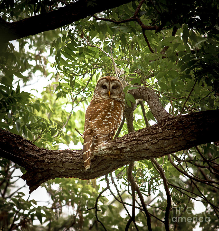 Barred Owl Under Canopy Photograph by Robert Frederick