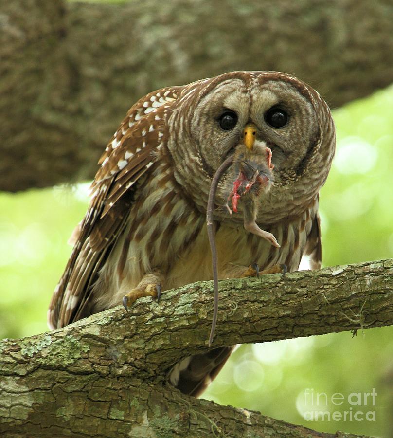 Barred Owl With A Mouse Photograph by Adam Jewell
