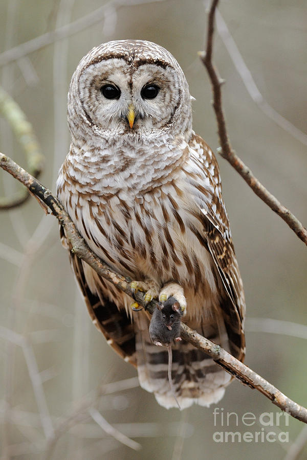 Owl Photograph - Barred Owl With Mouse by Scott Linstead