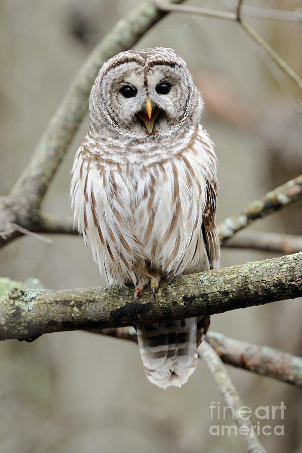 Barred Owl Yawning Photograph by Scott Linstead