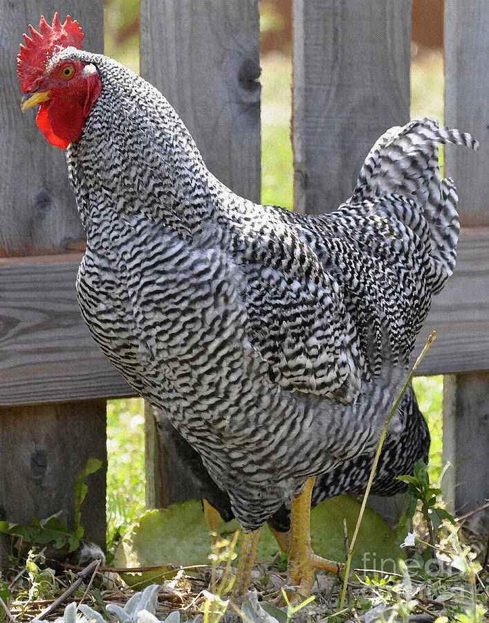 Barred Plymouth Rock Rooster Painting