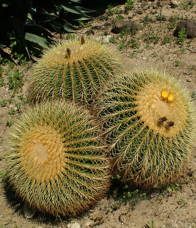 Barrel Cacti Photograph