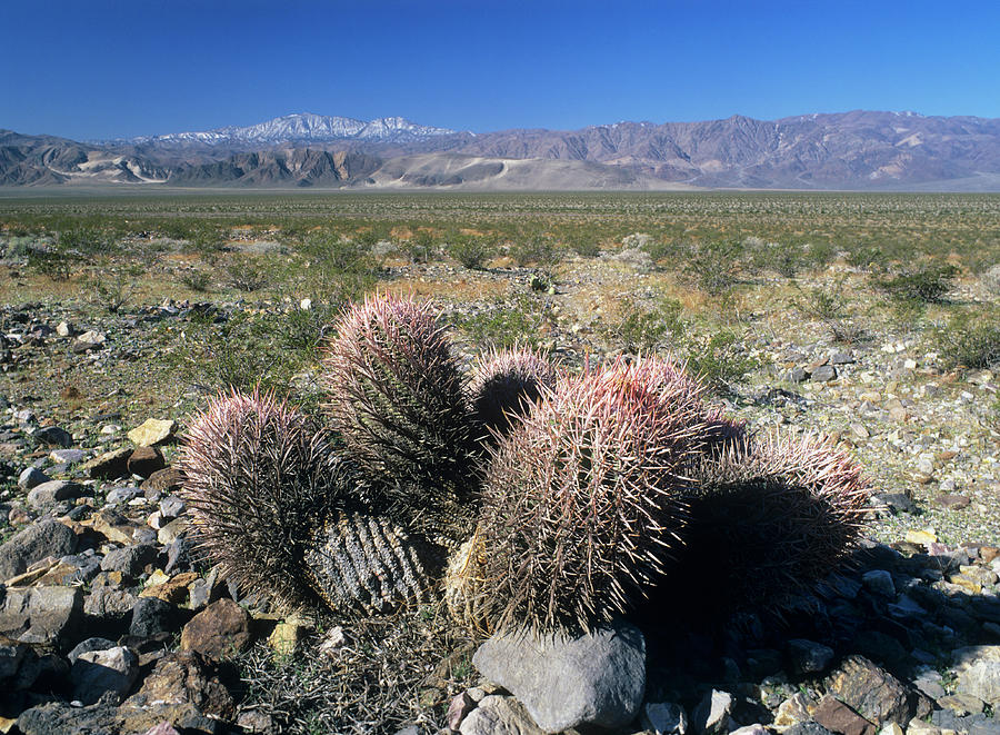 Barrel Cacti (ferocactus Cylindraceus) by Science Photo Library