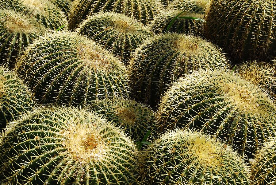 Barrel Cacti Photograph by Tam Ryan