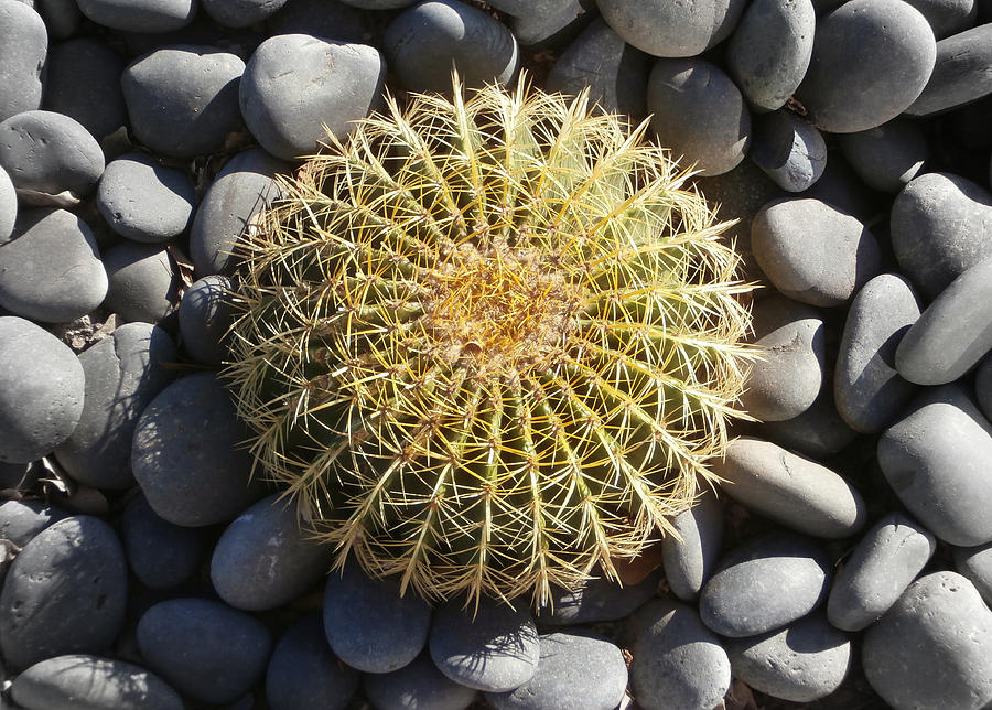 Barrel Cactus and Rocks Photograph by Karyn Robinson