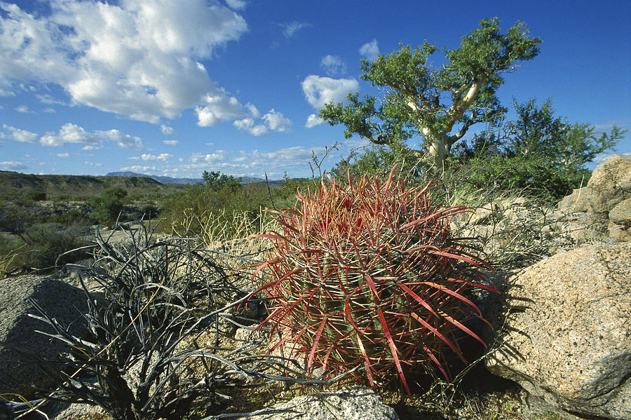 Barrel Cactus Baja California Mexico Photograph by Tui De Roy