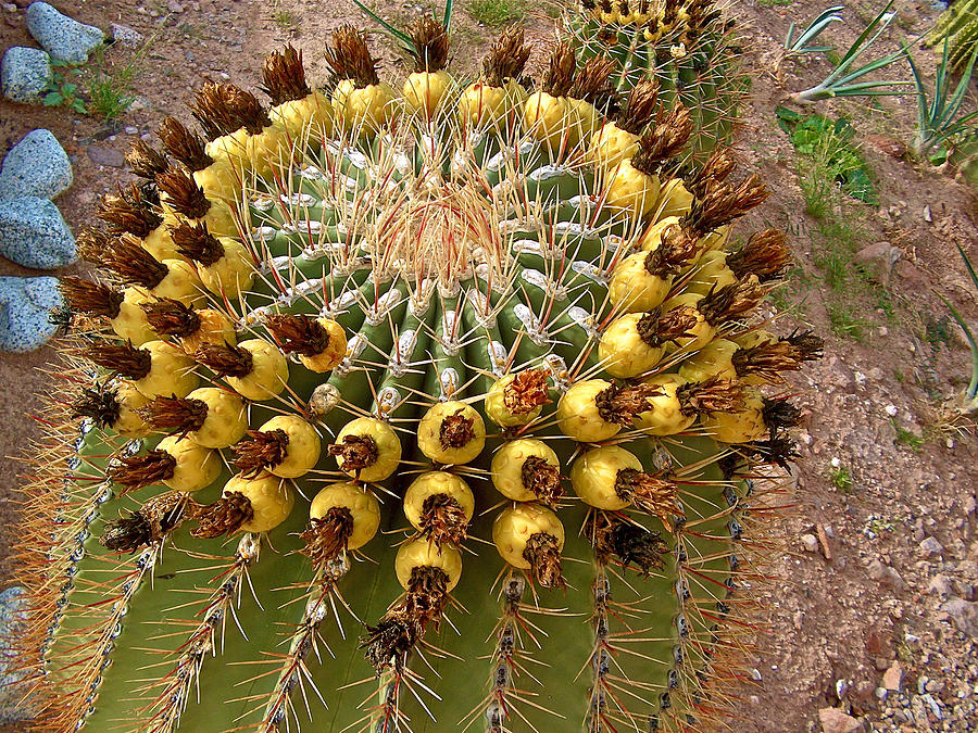 Barrel Cactus Bearing Fruit at El Mirador RV Resort in San Carlos-Sonora-Mexico Photograph by Ruth Hager