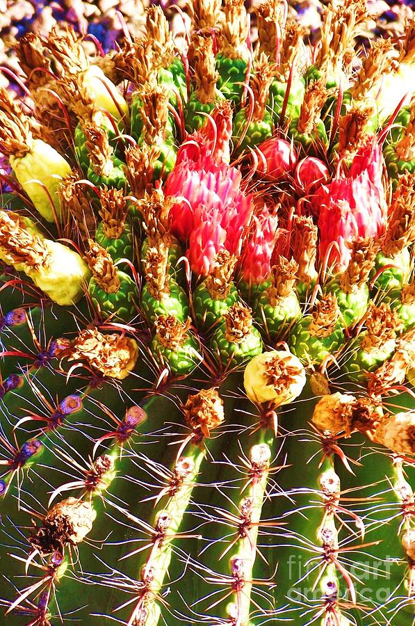 Barrel Cactus Blooms Photograph by Jayne Kerr 