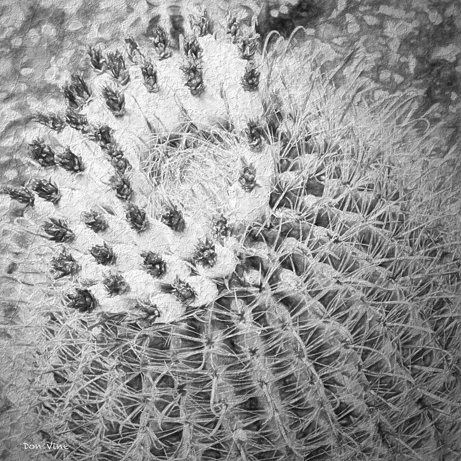 Barrel Cactus Blossoms  bw Photograph by Don Vine
