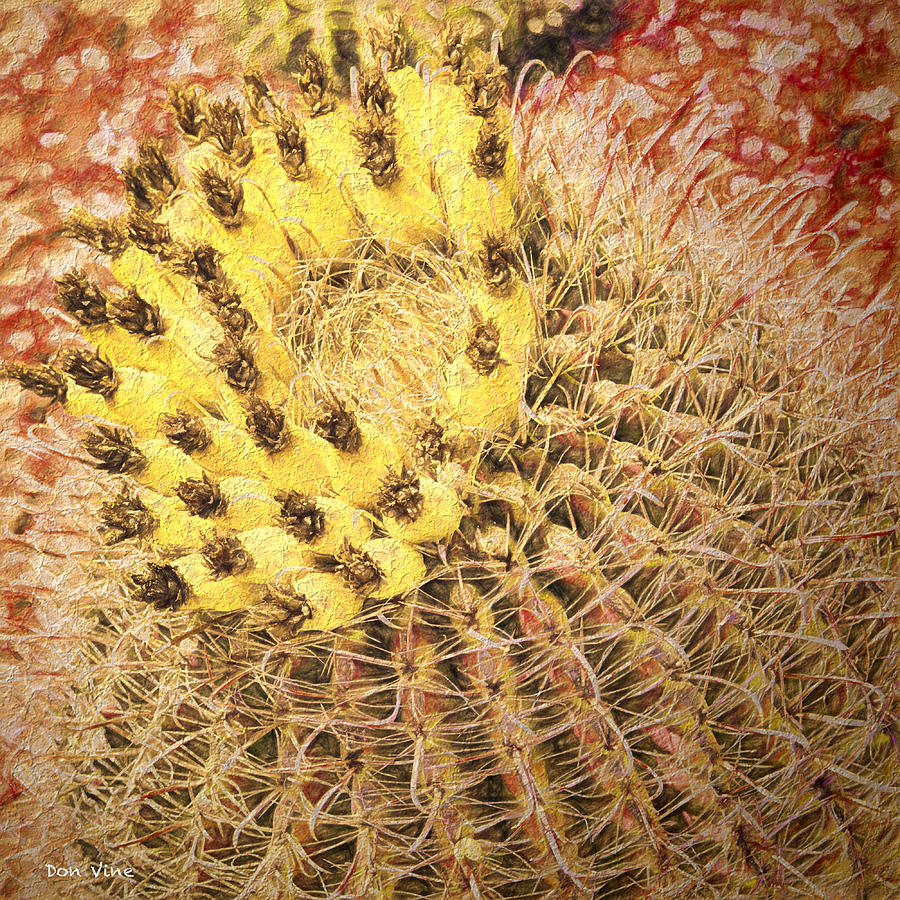 Barrel Cactus Blossoms Photograph by Don Vine