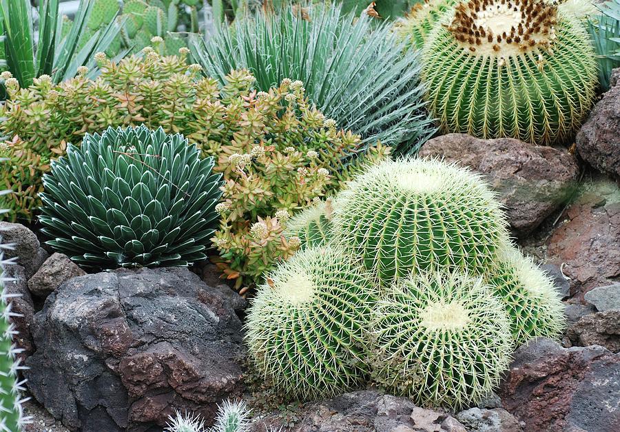 Barrel Cactus (echinocactus Grusonii) Photograph by Bildagentur-online/mcphoto-muller/science Photo Library