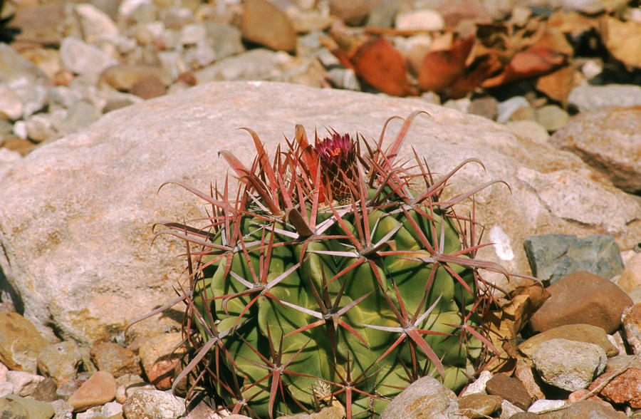 Barrel Cactus Ferocactus Latispinus Photograph by C.r. Sharp