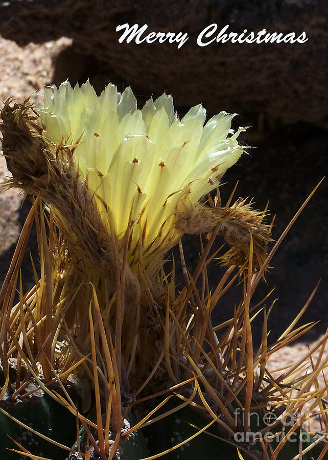 Barrel Cactus flower Photograph by Kathy McClure