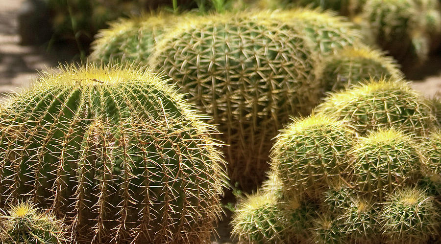 Barrel Cactus Photograph by Gilbert Artiaga