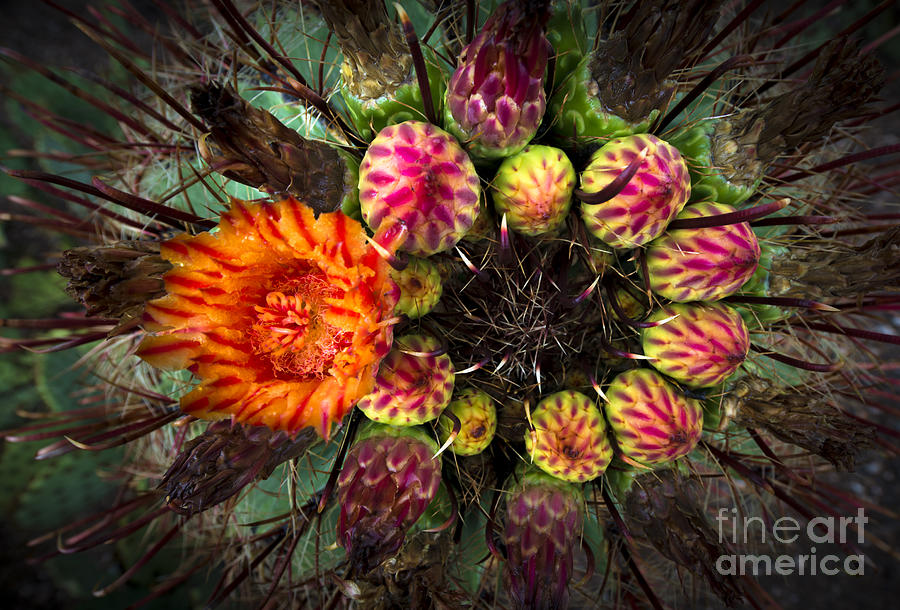 Barrel Cactus in Bloom 2 Photograph by Richard Mason