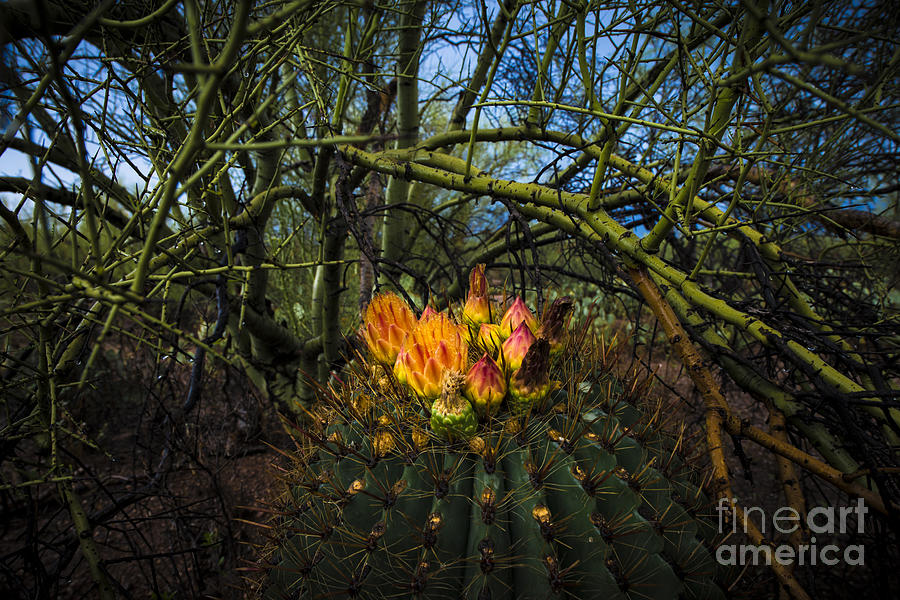 Saguaro National Park Photograph - Barrel Cactus in Bloom 3 by Richard Mason