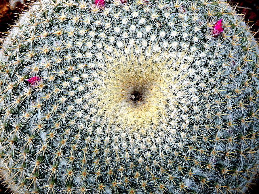 Old Lady Barrel Cactus in Bloom Photograph by Jeff Lowe