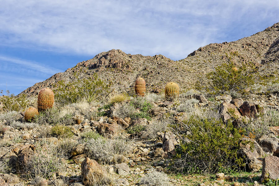 Barrel Cactus Photograph by Jim Thompson