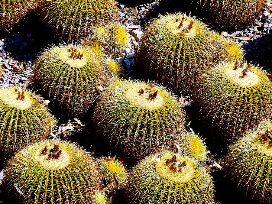 Barrel Cactus Photograph by Jeff Lowe