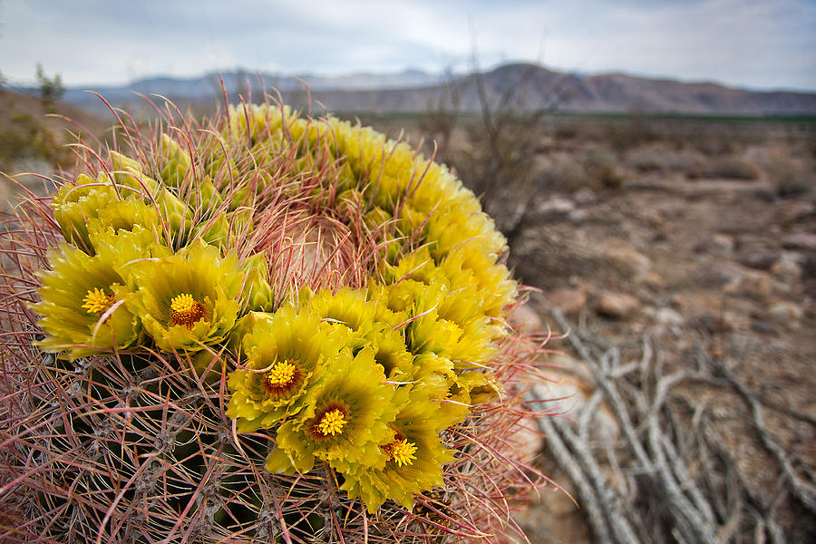 Barrel Cactus Photograph by Peter Tellone